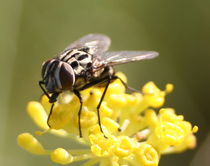 Tempo di mosche: Graphomya maculata