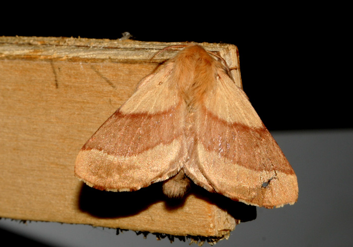 Malacosoma neustria