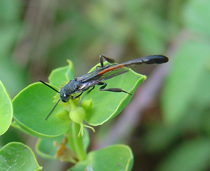 Anomalon cruentatum e Gasteruption spp.