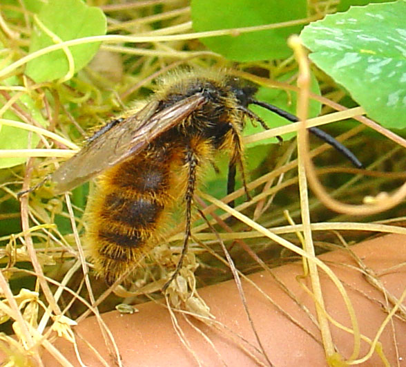 Dasyscolia ciliata (Hymenoptera, Scoliidae)