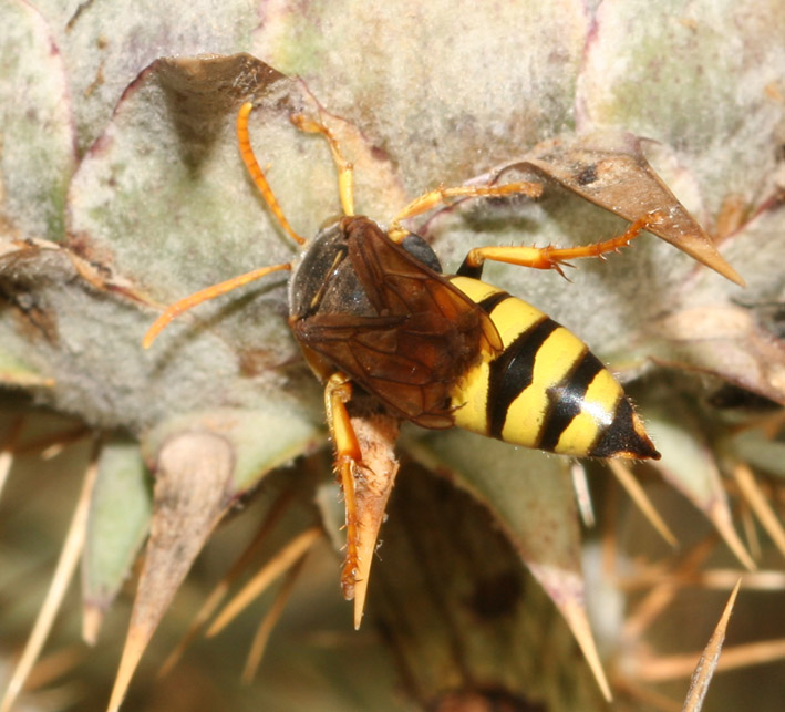 Imenottero - Stizus fasciatus