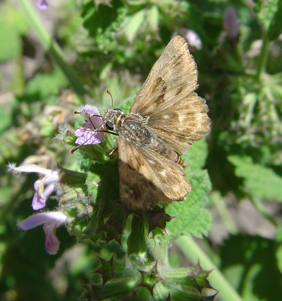 Carcharodus alceae