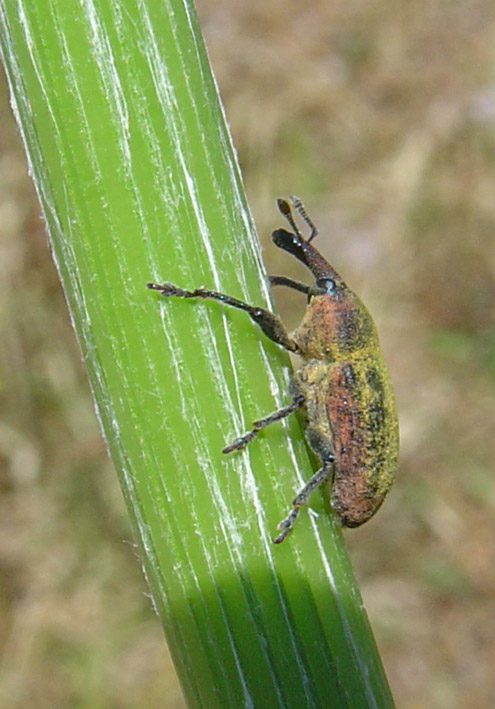 Larinus sp.