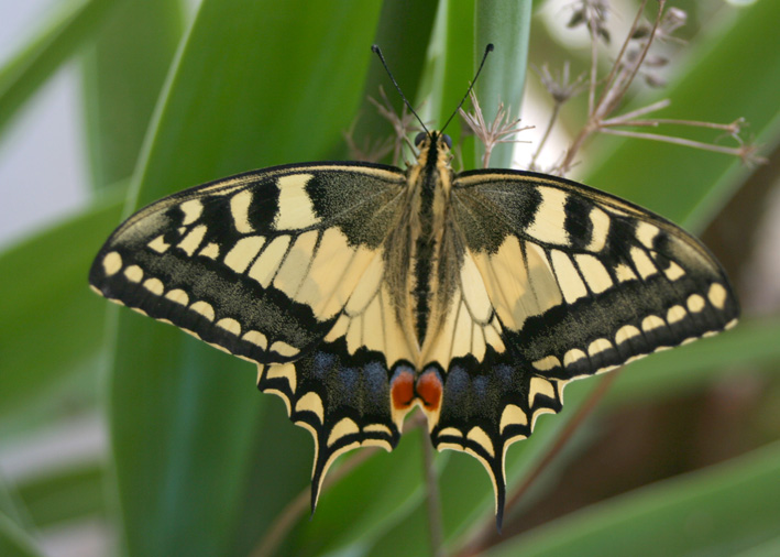 Papilio machaon:  allacciare le cinture!