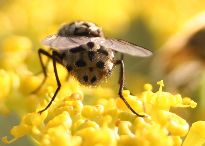 Tempo di mosche: Graphomya maculata