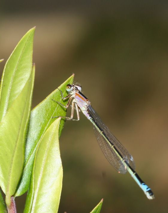 Ischnura genei