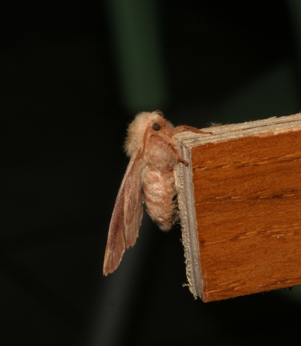 Malacosoma neustria