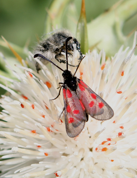 Zygaena corsica