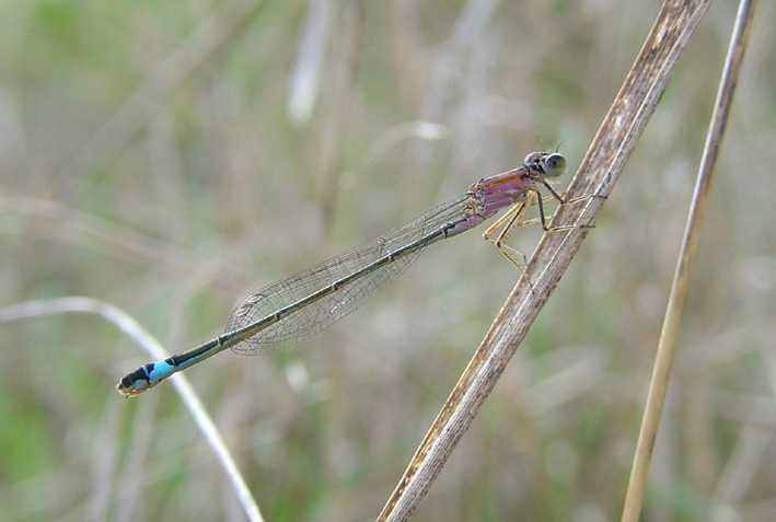 Ischnura genei