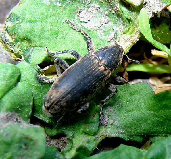 Mecaspis della Sardegna