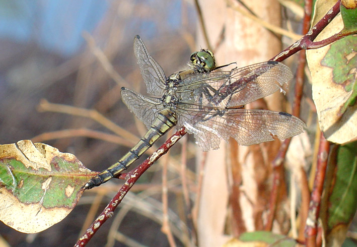 Orthetrum cancellatum