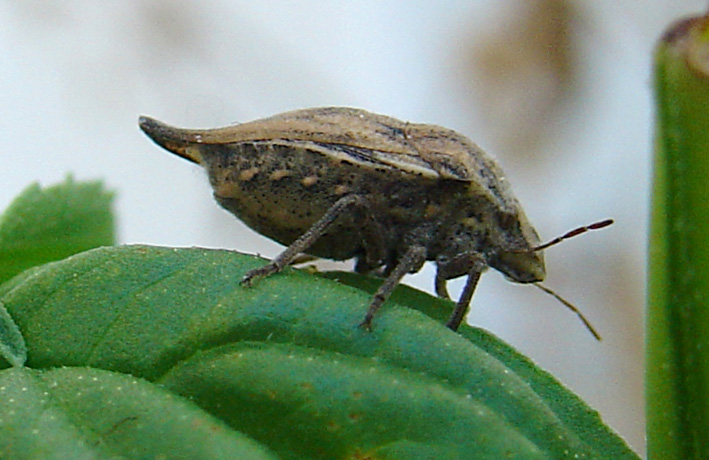 Eterottero caudato: Odontotarsus caudatus