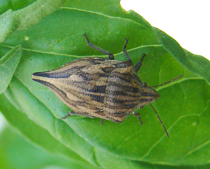 Eterottero caudato: Odontotarsus caudatus