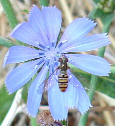 Galleria di Sirfidi (Epistrophe eligans?)