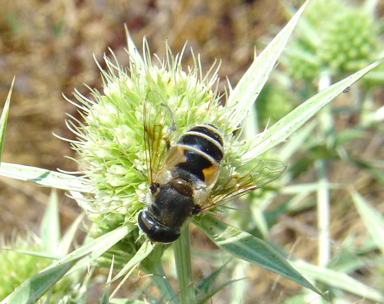 Galleria di Sirfidi (Epistrophe eligans?)