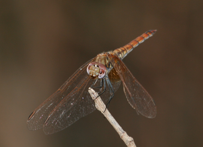Trithemis annulata
