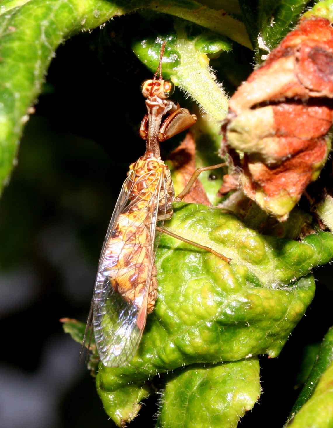 Mantispa styriaca