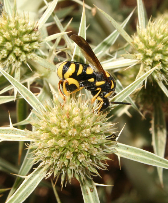 Leucospis gigas ♀