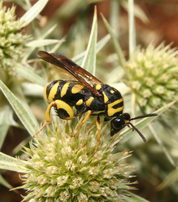 Leucospis gigas ♀