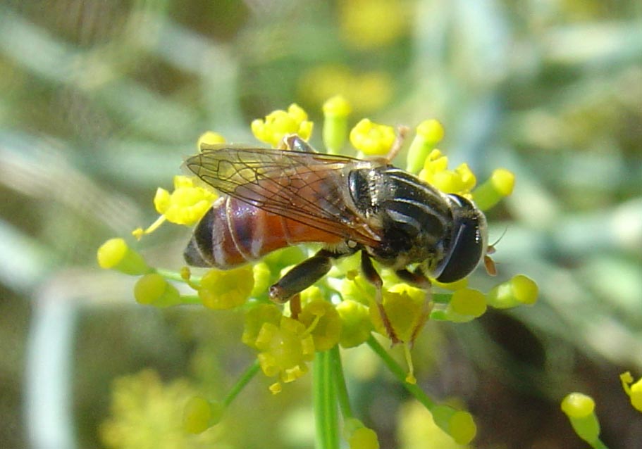 Galleria di Sirfidi (Epistrophe eligans?)