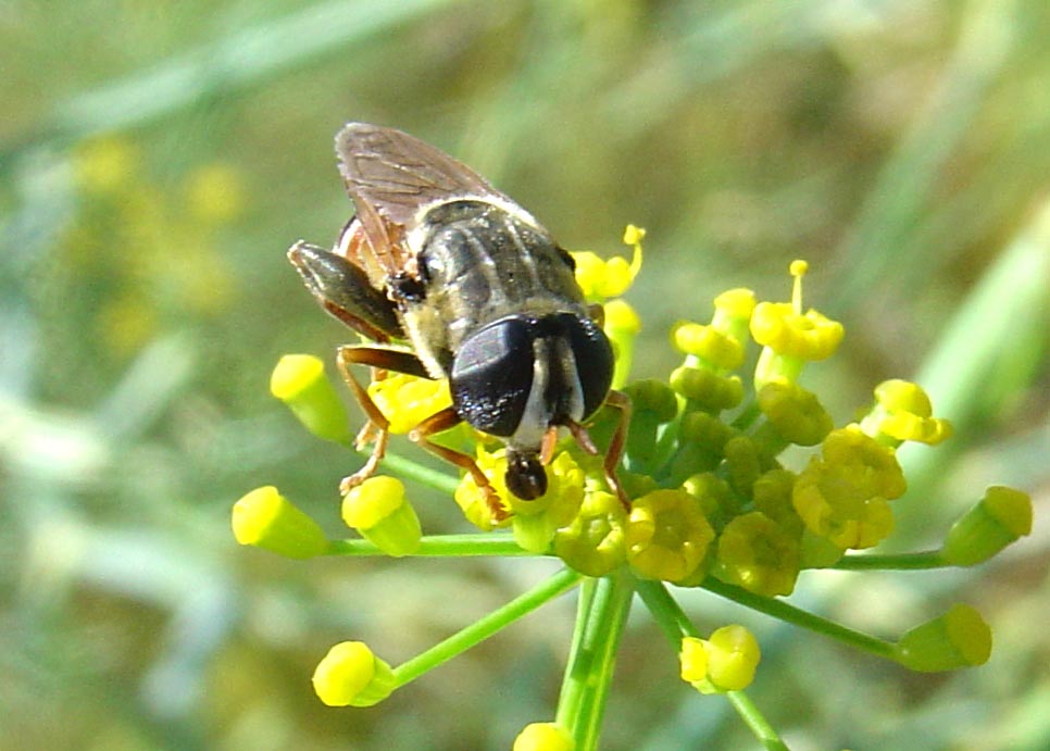 Galleria di Sirfidi (Epistrophe eligans?)