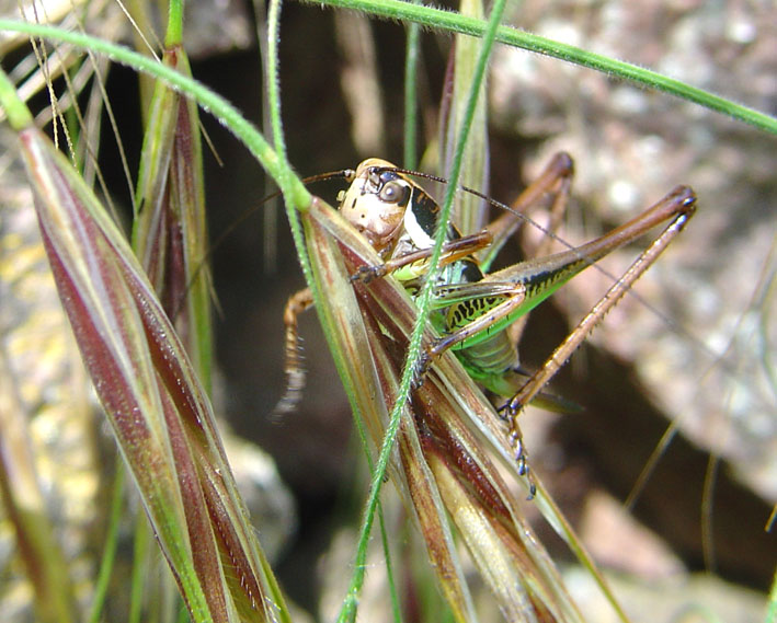 Eupholidoptera chabrieri magnifica