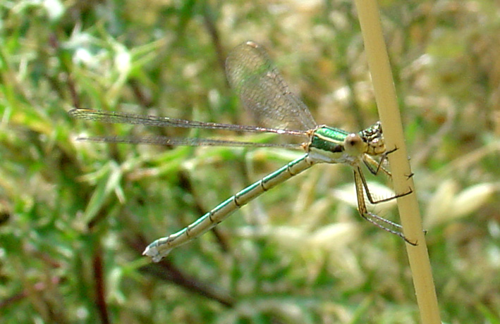 Chalcolestes viridis e Lestes barbarus