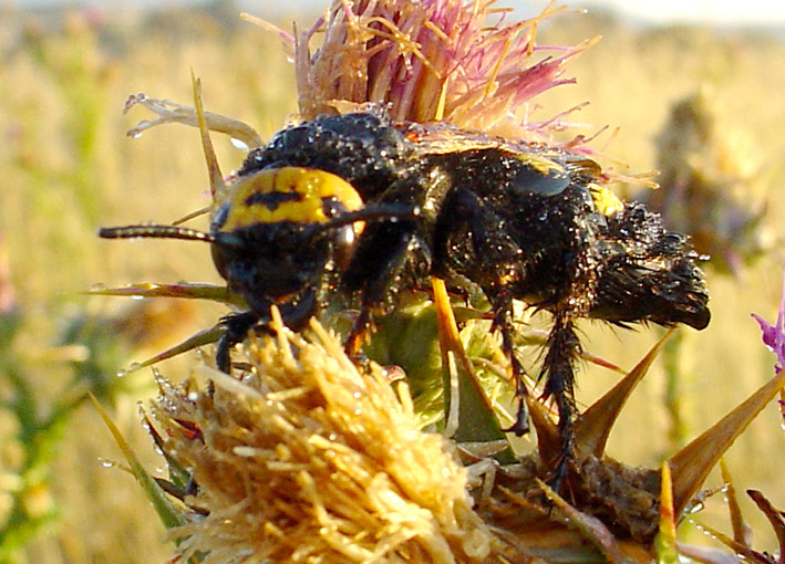 Scolia flavifrons e Scolia hirta (Hymenoptera)