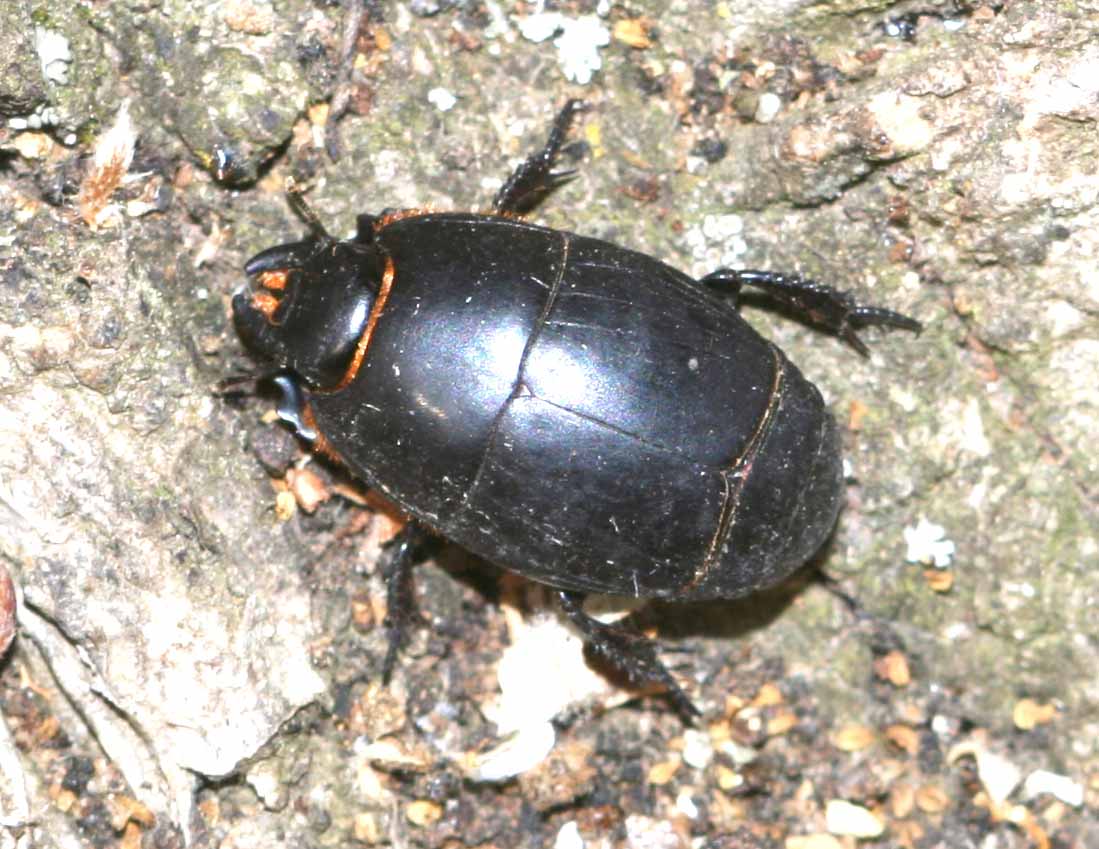 2 coleotteri appena incontrati