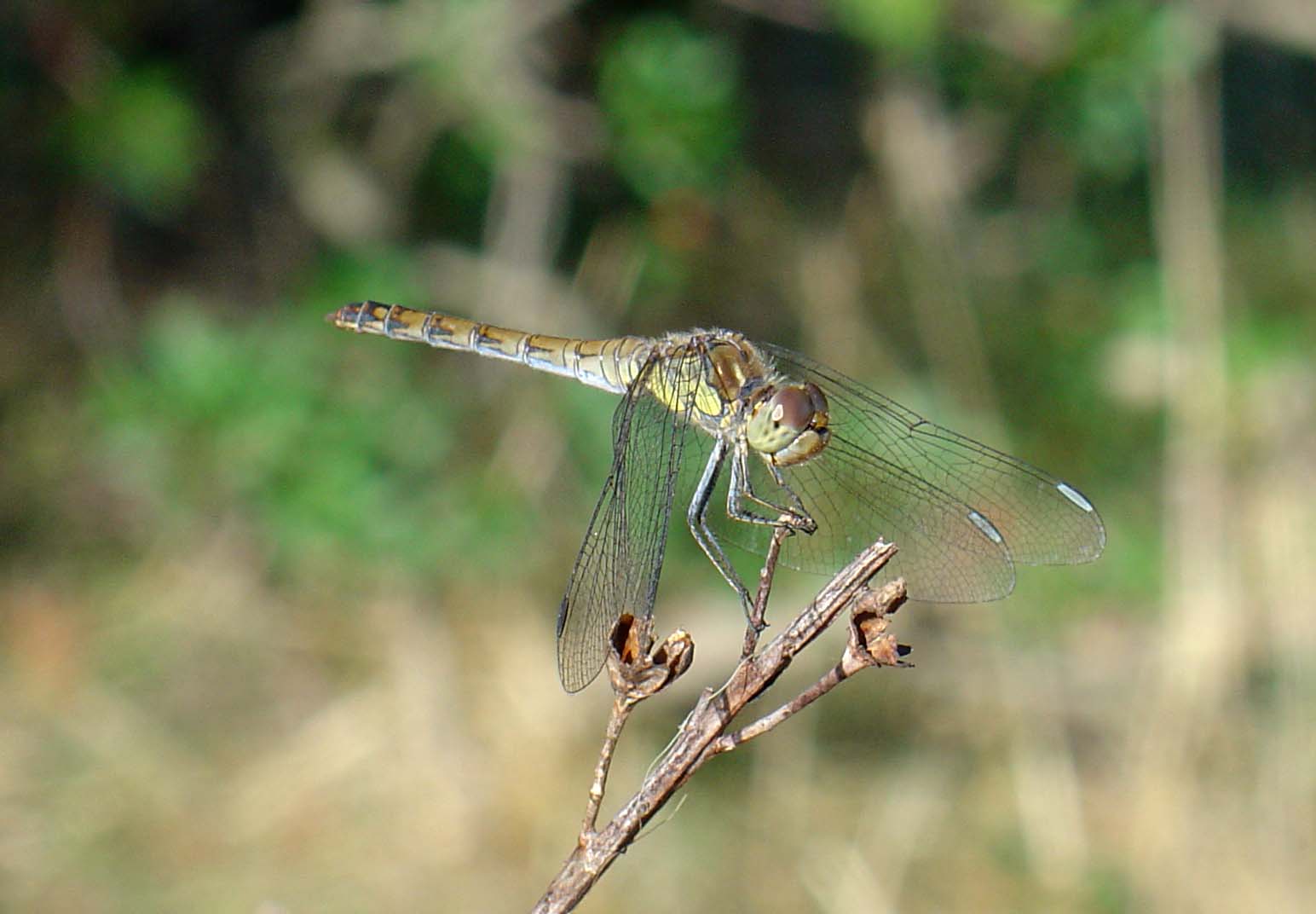 Sympetrum striolatum