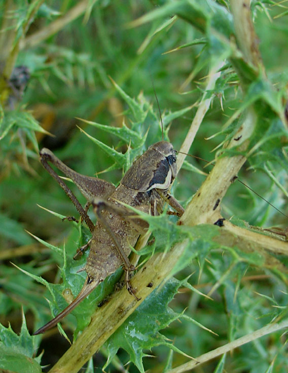 Pholidoptera femorata