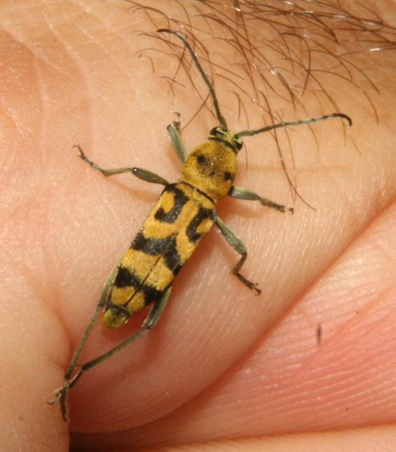 Chlorophorus varius bianco o giallo?