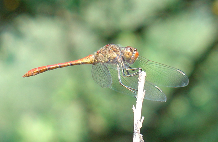 Sympetrum striolatum