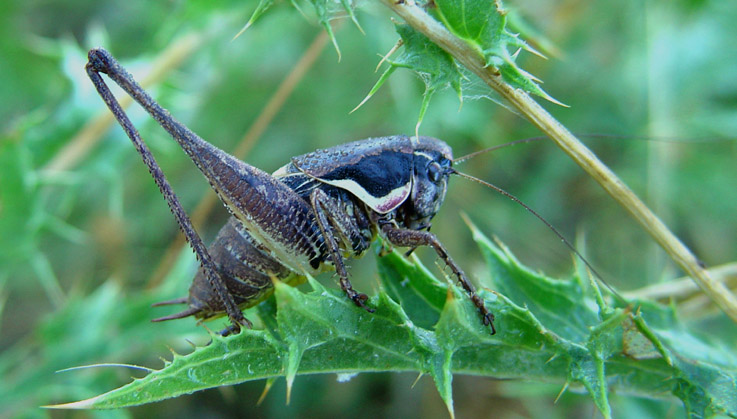 Pholidoptera femorata