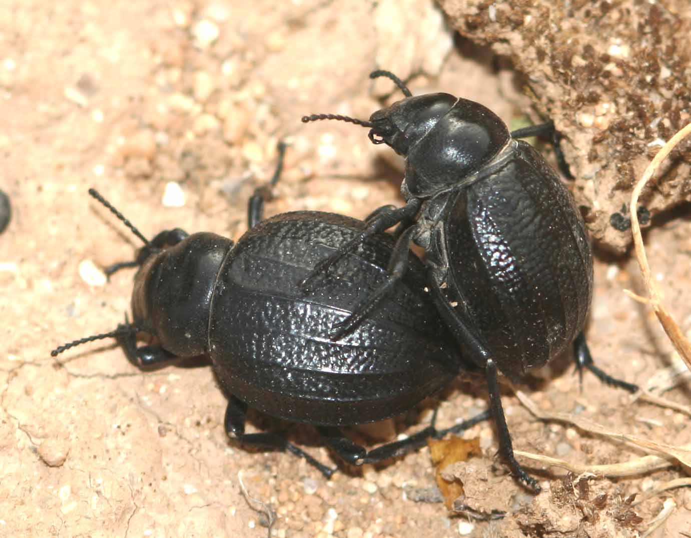 Pimelia bipunctata - sulla sabbia calda