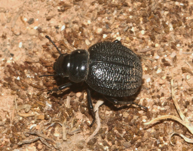 Pimelia bipunctata - sulla sabbia calda