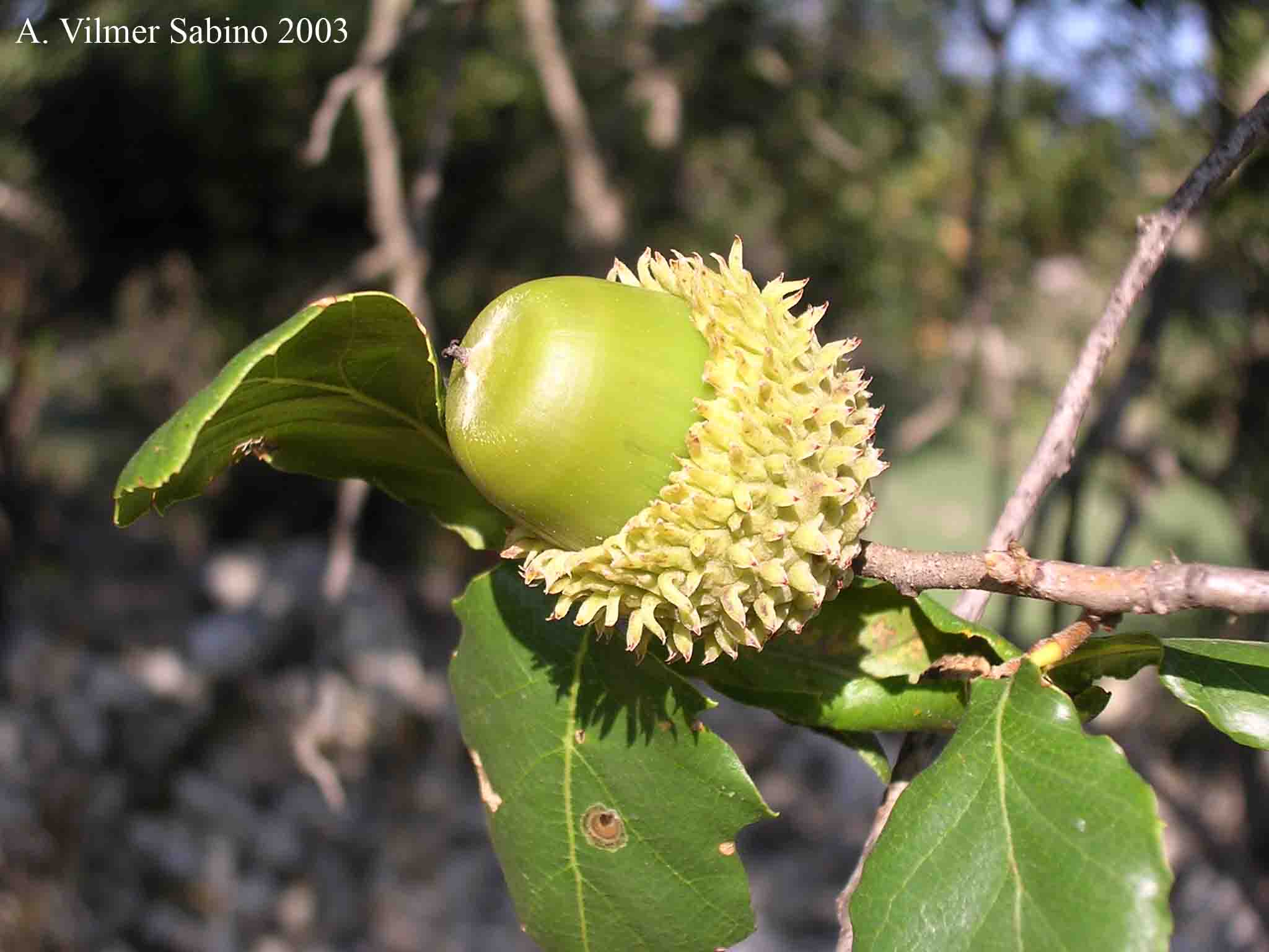 Quercus trojana / Fragno