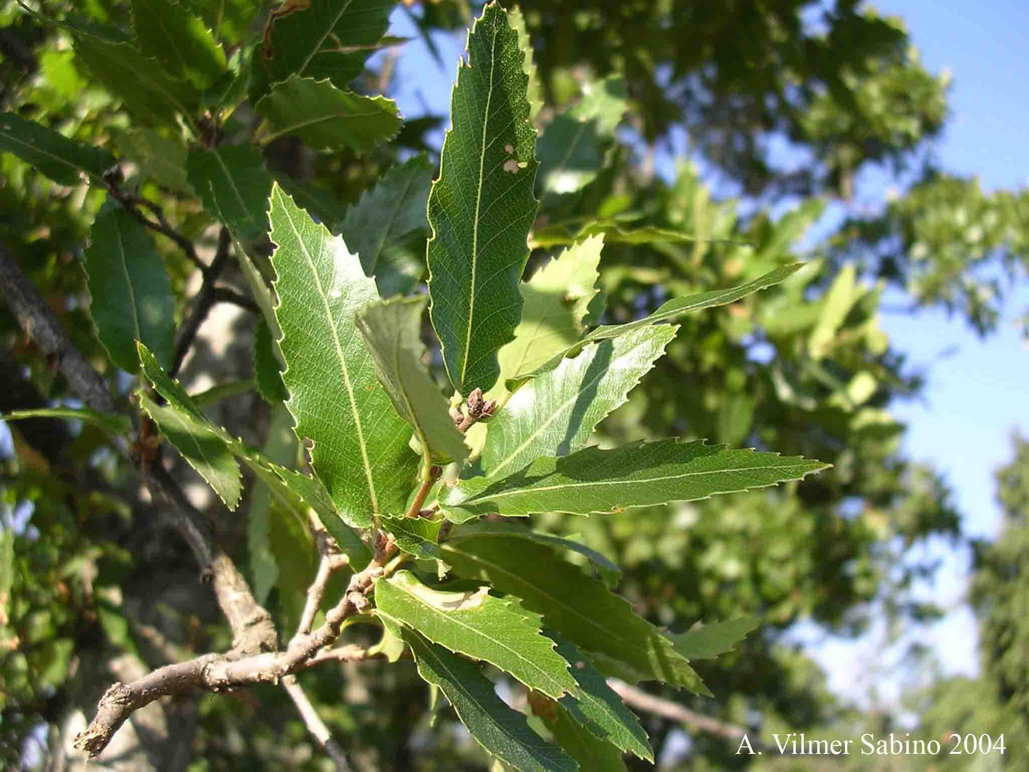 Quercus trojana / Fragno