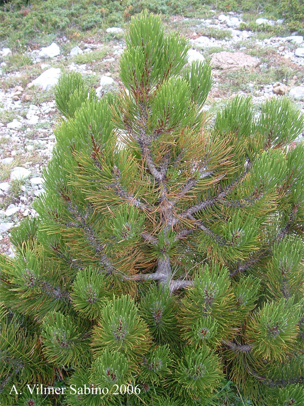Pinus Leucodermis - PINO LORICATO