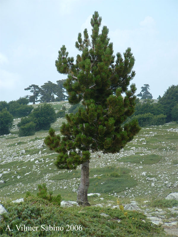 Pinus Leucodermis - PINO LORICATO