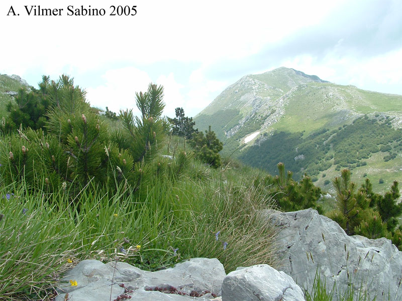 Pinus Leucodermis - PINO LORICATO