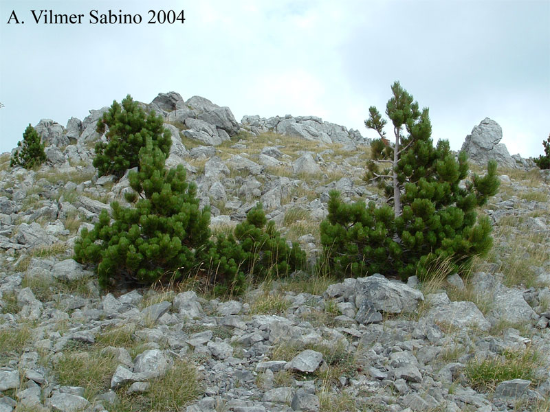 Pinus Leucodermis - PINO LORICATO