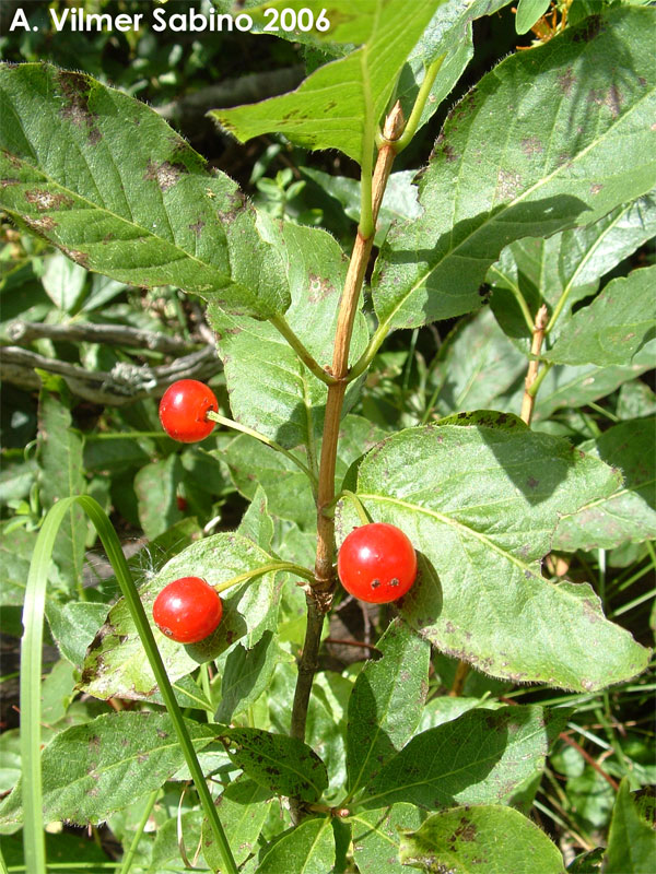 Lonicera alpigena / Madreselva alpina