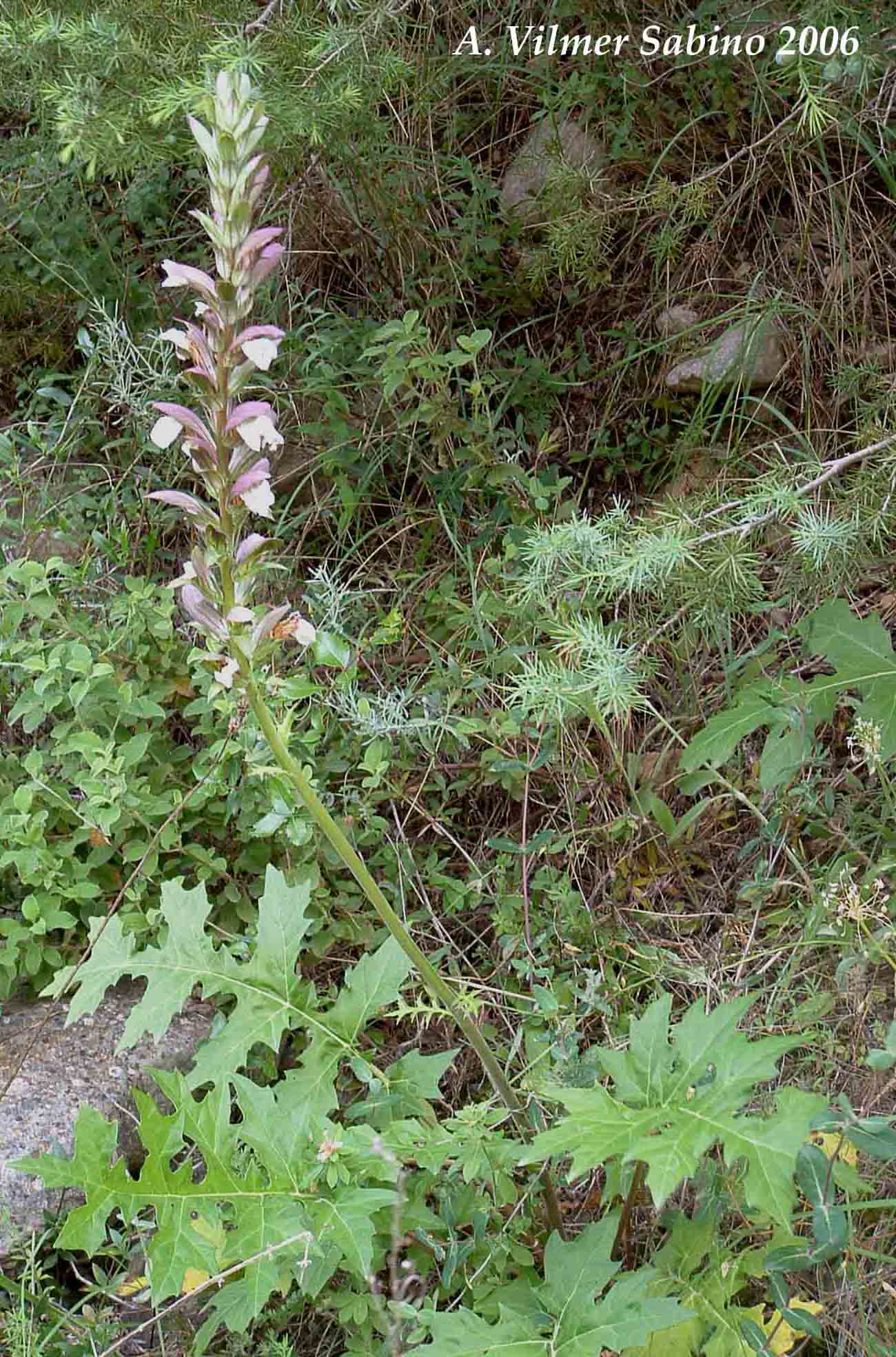 Acanthus mollis / Acanto comune, Branca orsina, Brancalupo