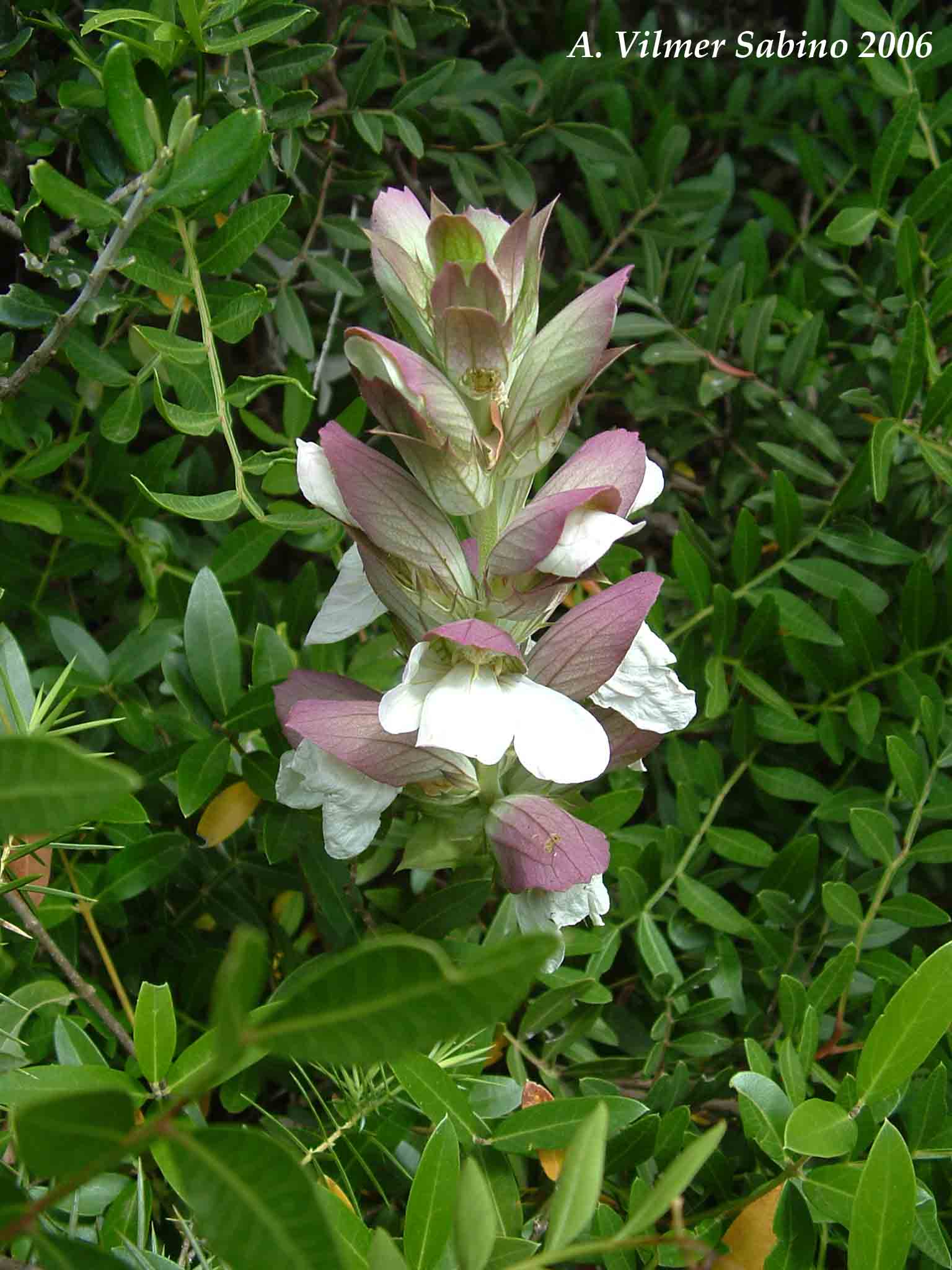 Acanthus mollis / Acanto comune, Branca orsina, Brancalupo