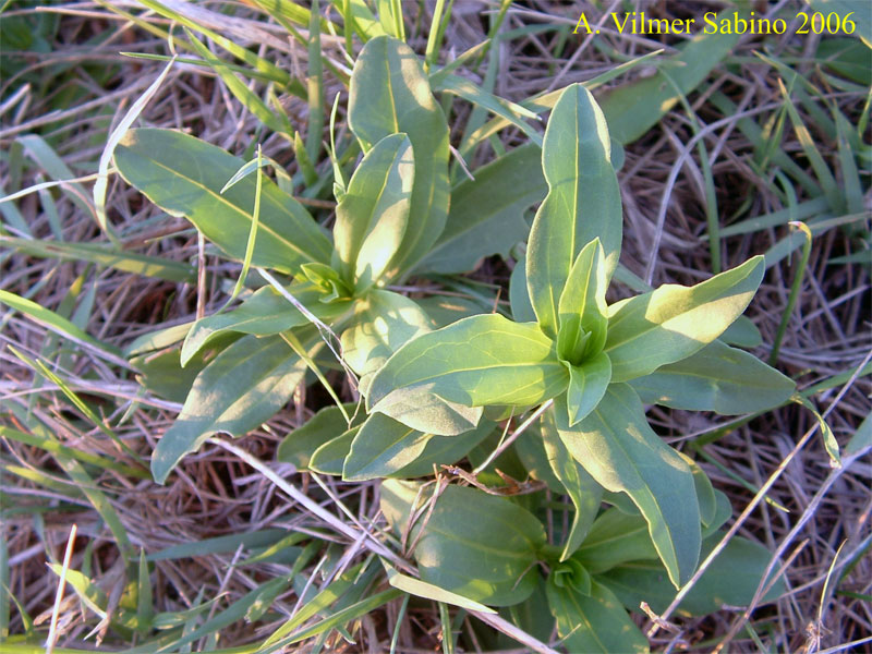 Saponaria officinalis / Saponaria comune
