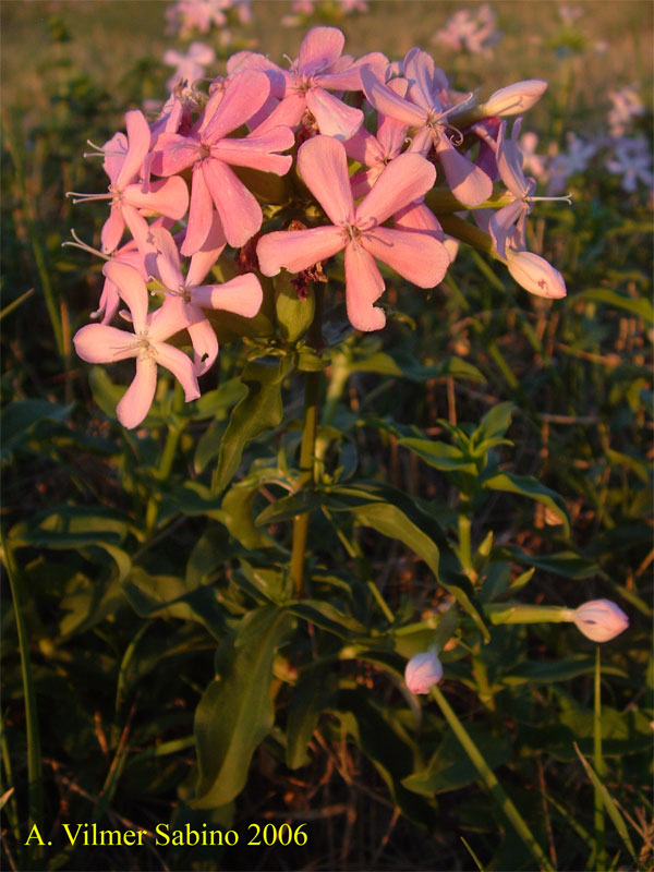 Saponaria officinalis / Saponaria comune