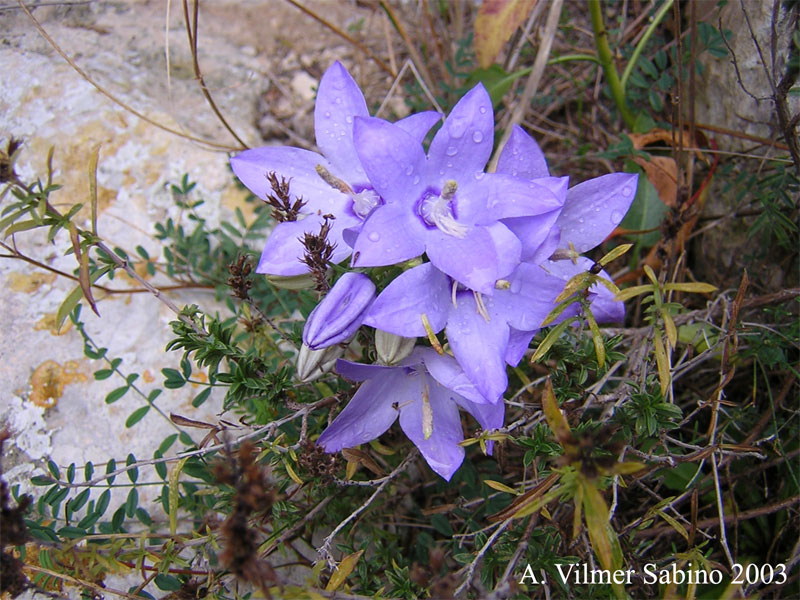 Campanula versicolor / Campanula pugliese