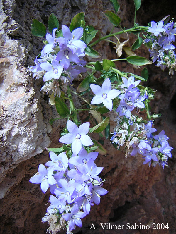 Campanula versicolor / Campanula pugliese
