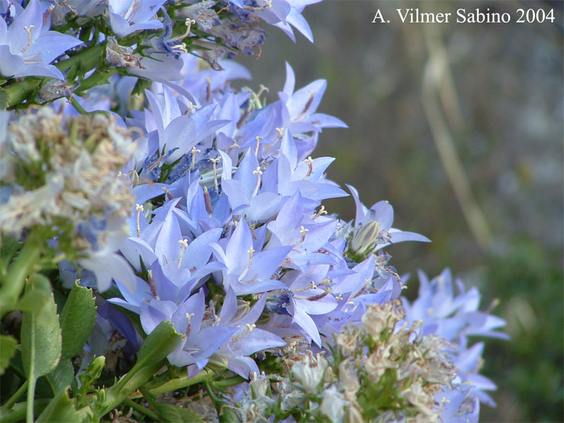 Campanula versicolor / Campanula pugliese